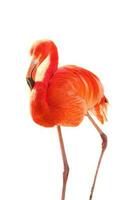 Flamingo, isolated, detached, to edit. pink red bird. Elegant plumage. Tropical bird photo