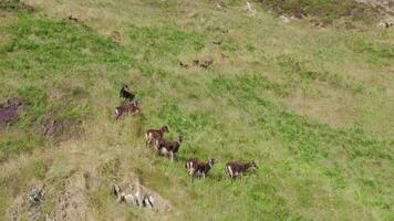 wild soay Schaf Weiden lassen auf das Seite von ein grasig Berg video