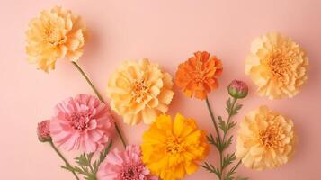 Spring marigold makes on pink pastel establishment beat see in level lay organize. photo