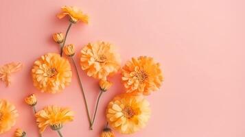 Spring marigold makes on pink pastel establishment beat see in level lay organize. photo