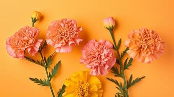 Spring marigold makes on pink pastel foundation beat see in level lay organize. photo