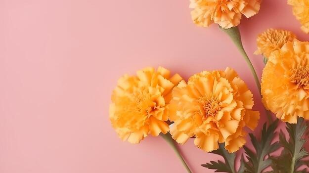 Spring marigold creates on pink pastel foundation beat see in level lay organize. photo