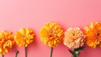 Spring marigold makes on pink pastel establishment beat see in level lay organize. photo