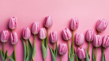 Spring tulip makes on pink foundation best see in level lay organize. photo