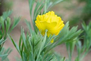 A bright yellow tulip poppy plant growing in a springtime garden in Texas. photo