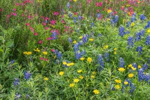 Salvia, bluebonnets, and buttercups are all native to the Texas Hill Country and put on a bright display every spring. photo