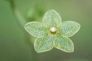 The small but interesting and detailed petals of Pearl milkweed vine in springtime. photo