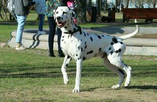 verano retrato de linda dálmata perro con negro lugares. sonriente de pura raza dálmata mascota desde 101 dálmata, cruella película con gracioso caras mentiras al aire libre soleado verano hora con vistoso amarillo flores foto