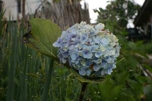 Hydrangea macrophylla 'Endless Summer' in summer gardens and is common in cold climates. photo