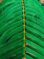 close up texture of piptadenia gonoacantha leaves suitable for natural background photo