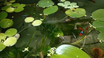 Fancy ornamental fish in the pond with crystal clear water. Colorful freshwater fish with aquatic plant. Beautiful Guppies and platies fish. Relaxing backyard garden natural pond. video