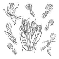 Set of hand drawn bouquet with tulips and individual tulips. Unique vector sketch illustartion. Black flowers isolated on white background Perfect for coloring pages, tatoo, background, wrapping paper