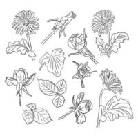 Big set of hand drawn sketch flowers. Roses, gerberas, leaves. Vector line art. Flowers isolated on white background. Ideal for coloring pages, tatoo, pattern, background, wrapping paper