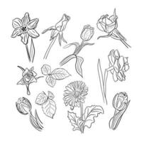 Collection of hand drawn spring flowers. Tulips, roses, gerberas, daffodils. Vector line art. Flowers isolated on white background. Ideal for coloring pages, tatoo, pattern, background, wrapping paper
