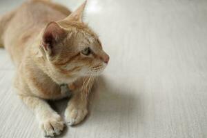 yellow cat sit on beige floor focus something on the left side photo