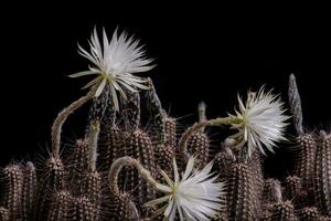 Close up fullboom flower of cactus photo