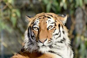 el Tigre viene focalización el cazador como pronto como el cazador se mueve, el Tigre será captura eso foto