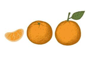 Tangerines. Decorative ornamental background with tangerines, clementines. Drawn by hand. Illustration of a fruit of a citrus plant with leaves and a fruit slice. Design element. Vector illustration.