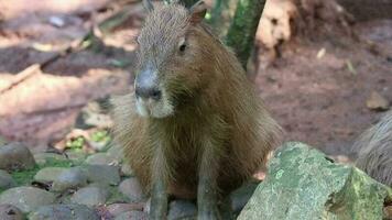 capivara Hydrochoerus hydrochaeris às jardim zoológico dentro Jacarta. capivara é a maior vivo roedor espécies dentro a mundo a maior extinto roedor é phoberomys pattersoni. video