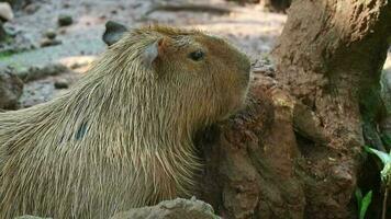 capybara hydrochoerus hydrochaeris à zoo dans Djakarta. capybara est le le plus grand vivant rongeur espèce dans le monde le le plus grand disparu rongeur est phoberomys motifsoni. video