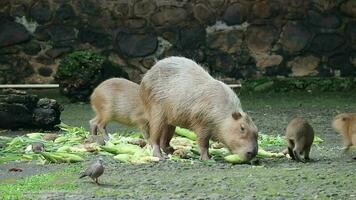 capivara Hydrochoerus hydrochaeris às jardim zoológico dentro Jacarta. capivara é a maior vivo roedor espécies dentro a mundo a maior extinto roedor é phoberomys pattersoni. video