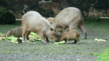 Capybara Hydrochoerus Hydrochaeris beim Zoo im Jakarta. Capybara ist das größten Leben Nagetier Spezies im das Welt das größten ausgestorben Nagetier ist Phoberomie Patersoni. video