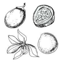 Set of tropical passion fruit and leaves vector illustration isolated on white. Maracuja, sliced fruit hand drawn. Design element for wrapping, menu, smoothies, ice-cream, ingredient, tableware.