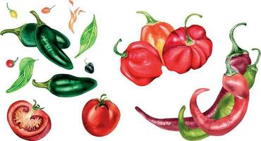 conjunto de varios caliente pimientos y Tomates acuarela ilustración aislado en blanco. rojo pimienta, habanero, chile, jalapeño mano dibujado. diseño elemento para envase, menú, mercado, ingredientes, vajilla vector