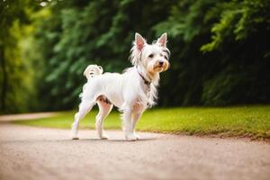 Cute West Highland White Terrier dog standing in the park. photo