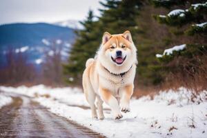 Portrait of a beautiful Japanese Akita dog in the park. photo