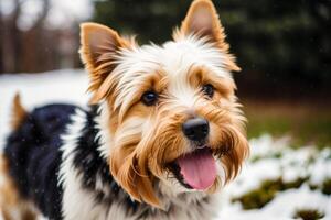 Portrait of a cute Yorkshire Terrier dog in the park. photo
