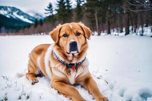 Portrait of a cute mixed breed dog lying on the grass in the park. photo