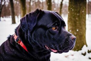 Portrait of a black labrador retriever dog in the park. photo