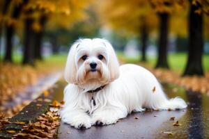 Cute Jack Russell Terrier. Portrait of a beautiful Jack Russell Terrier dog playing in the park. photo