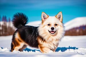 linda alemán perro de Pomerania. retrato de un hermosa alemán perro de Pomerania perro jugando en el parque. generativo ai foto