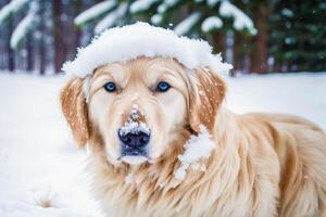 Cute Golden Retriever. Portrait of a beautiful Golden Retriever dog playing in the park. photo