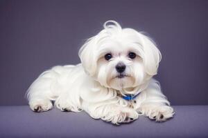 Cute Jack Russell Terrier. Portrait of a beautiful Jack Russell Terrier dog playing in the park. photo