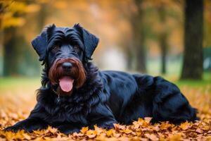 linda gigante schnauzer retrato de un hermosa gigante Schnauzer perro en el parque. generativo ai foto
