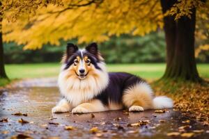 áspero collie perro. retrato de un hermosa áspero collie perro jugando en el parque. generativo ai foto