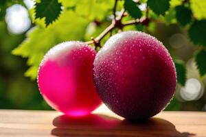 Two red plum with drops of water on the background of green leaves. Healthy food concept. photo