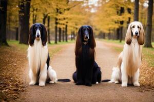 Portrait of a beautiful Afghan hound. photo