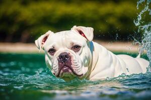 Portrait of a beautiful dog breed English Bulldog. A beautiful American Bulldog dog in the park. photo