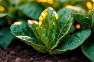 Close up of fresh green lettuce plant growing in organic vegetable garden. Vegetarian food. Vegetarianism and healthy eating. healthy food concept. photo