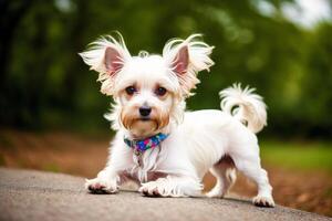 Cute West Highland White Terrier dog standing in the park. photo