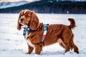 Portrait of a beautiful dog breed American Cocker Spaniel. A beautiful Cavalier King Charles Spaniel dog in the park. photo