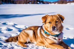 Portrait of a cute mixed breed dog lying on the grass in the park. photo