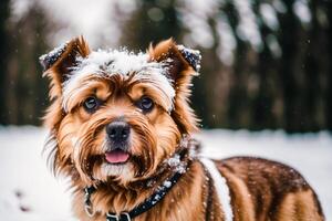 Portrait of a beautiful dog standing in the park. photo