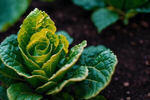 Close up of fresh green lettuce plant growing in organic vegetable garden. Vegetarian food. Vegetarianism and healthy eating. healthy food concept. photo