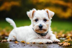 Cute Jack Russell Terrier. Portrait of a beautiful Jack Russell Terrier dog playing in the park. photo