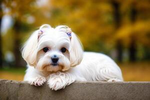 Cute Jack Russell Terrier. Portrait of a beautiful Jack Russell Terrier dog playing in the park. photo